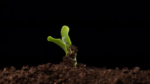 Growing Plants in Spring Timelapse Sprouts Germination Newborn Cucumber Green Seedling
