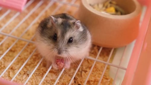 Cute Hamster Eating in a Cage, Close-Up
