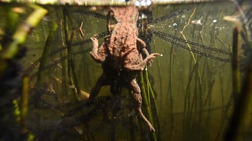 Underwater close up of two toads in process of mating, laying eggs in murky pond