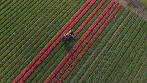 Aerial view of tulips being harvested with tractor in spring time, Netherlands