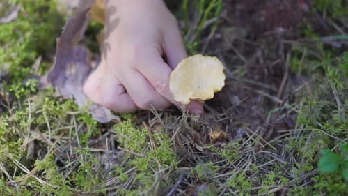 Une petite fille cueille des champignons (Cantharellus cibarius) dans une forêt pendant l'été