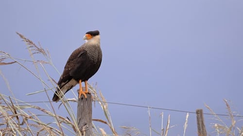 Caracara mit Haube (Caracara plancus), die auf einem Pfosten thront und dann im Flug in der