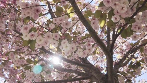 Bottom-top view on Cherry blossom her white-pink flowers sway in wind against blue sky on sunny day
