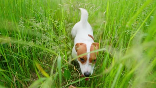 Jack Russell Green Forest