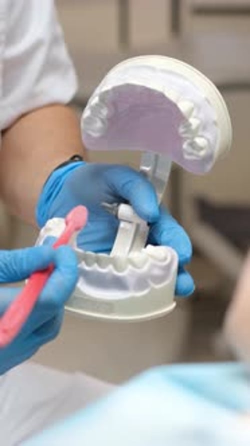 A Detailed Dental Model That Effectively Demonstrates Various Oral Health Techniques