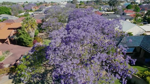 Jacaranda trees in bloom in suburban area during daytime