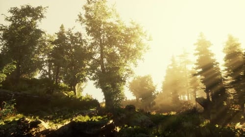 Panoramic View of the Majestic Evergreen Forest in a Morning Fog