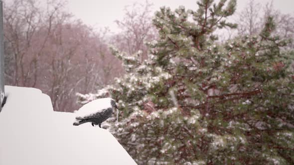 Plastic raven is frozen in the winter storm in front of several trees ...