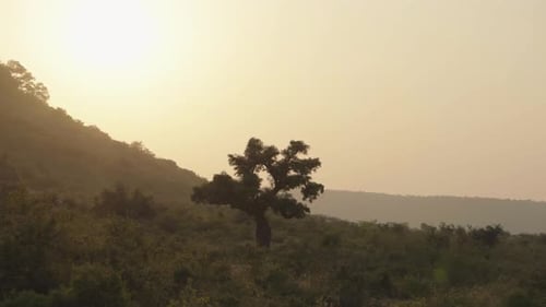 Wide angle shot of a alone tree in a forest at Sunset
