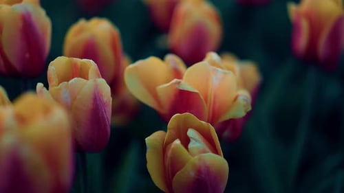 Vibrant tulips bloom in spring garden outside a beautiful emerald park