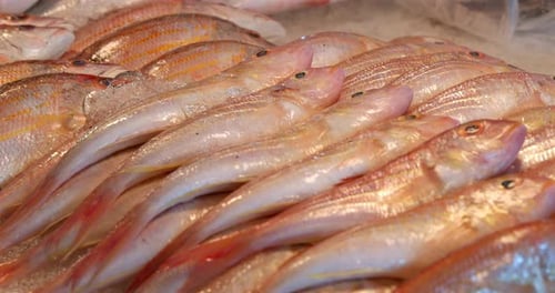 Marktausstellung mit frischem Fisch, Eis und Meeresfrüchten, Rohzutaten, Lebensmittelquelle