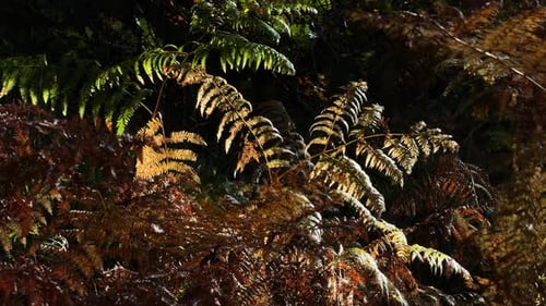 Herbstfarne