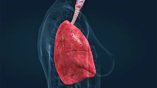 3D Animation of Human Lungs and Respiratory System