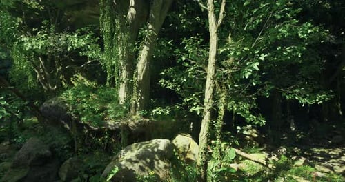 Lush Green Forest with Vibrant Foliage and Sunlight Filtering Through Trees