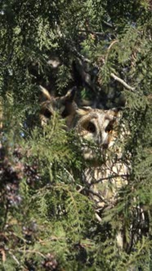 Camouflaged Owls Hiding Peacefully in a Green Tree