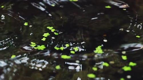 Closeup rain drops break in puddle