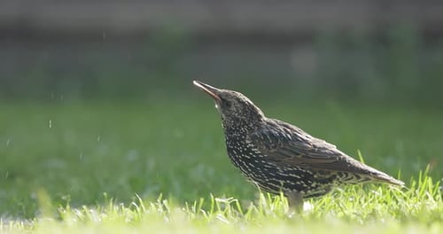 Starling escapes from the heat and swims.