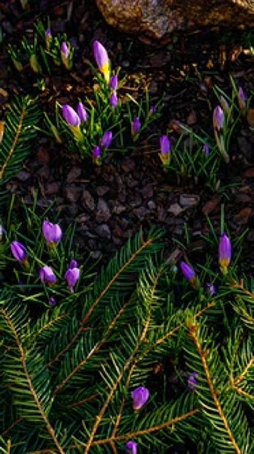 Purple Crocus Flowers Bloom in Spring Sunlight