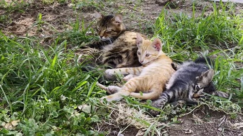 Sweet Animal Pet Cat 4