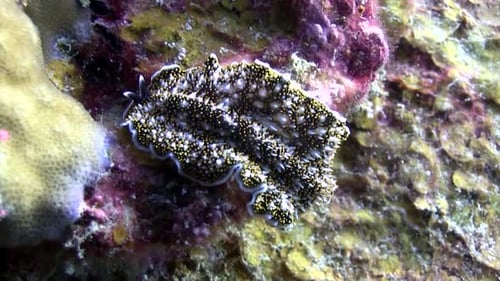 Flatworm at Koh Tao