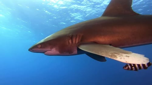 Solitary Oceanic White Tip Shark Patrolling Open Ocean