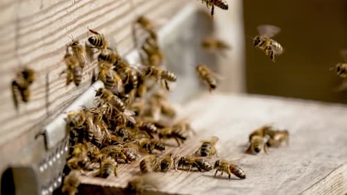 Bees Flying In and Out of Wooden Hive