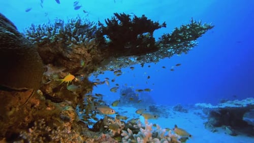 Coral Reef Fish Underwater Life