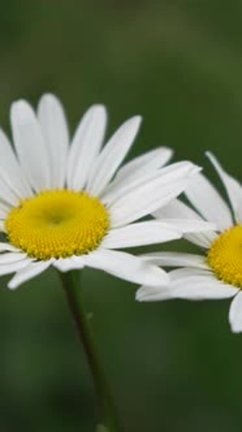 Chamomile White Daisy Flowers in a Summer Field at Sunset Silhouette of Blooming Chamomile Flowers