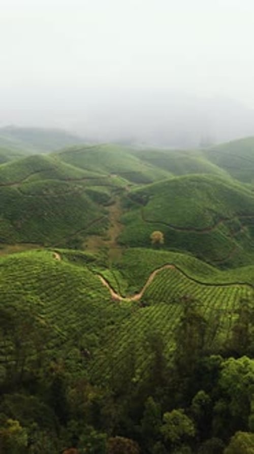 Survol aérien de plantations de thé vert dans la station brumeuse de Munnar Hill