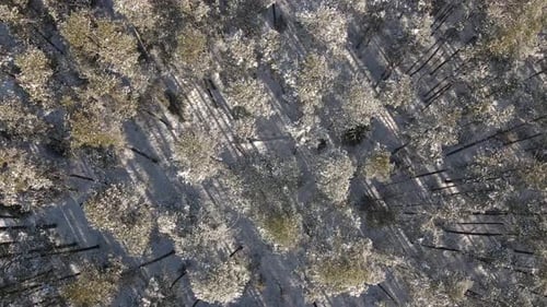 Aerial view of a snow-covered forest with tall pine trees casting long shadows on the ground. The wi