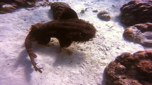 Nature, catfish in ocean and swimming in coral reef in Raja Ampat with biodiversity