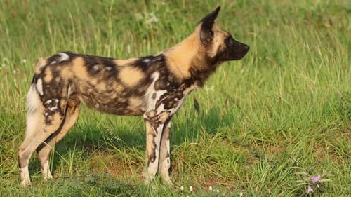 African Wild Dog Standing in Tall Grass