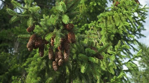 Pinecones on a spruce tree – static shot