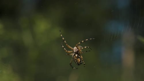 Gros plan d'une grosse araignée sauvage sur la toile
