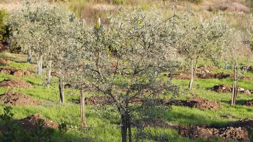 Close up view of young olive trees that rise from the freshly turned soil, vibrant leaves, straight