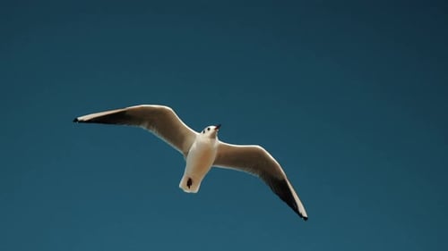Close Up View Of Seagull Is Flying In Blue Sky, Slow Motion Footage