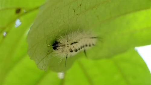 Close-up of a caterpillar, the larval stage of a butterfly, eating a plant leaf
