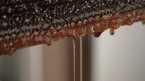 Du miel coulant du cadre d'une ruche
