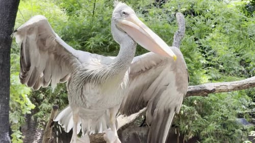 Brown pelican Bird