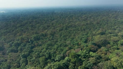 dense forest
