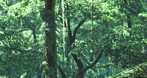 Lush Green Trees Covered in Vines Create a Tranquil Atmosphere in the Forest