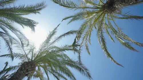 palm tree sunrise. slow motion palm tree.5