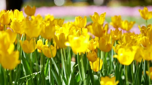 Colorful Tulip Field