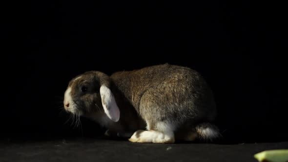 Close Up Cute Small Brown And White Lop Rabbit Twitching His Nose ...