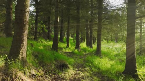 Sommerwald Magische, herrliche grüne Pinien bei sonnigem Wetter