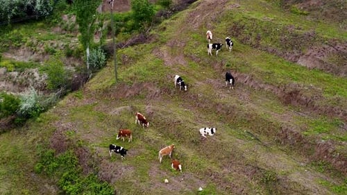 Aerial view of cows grazing on the mountainside 4K