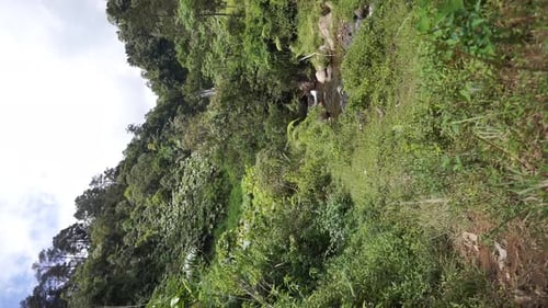 Beautiful portrait video of a vertical waterfall in a mountain forest