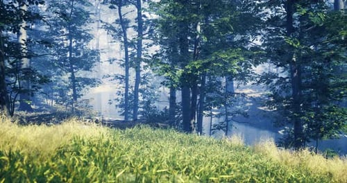 Serene Forest Landscape with Tall Grass and Mist in the Morning Light