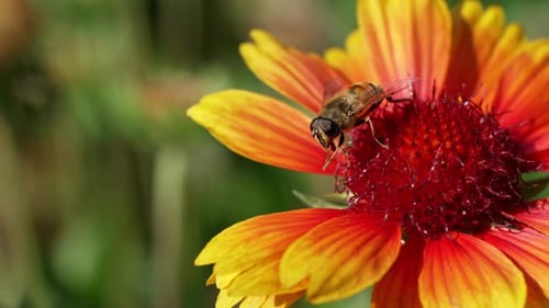Bees Pollinating Vibrant Orange and Yellow Flowers in a Sunny Garden
