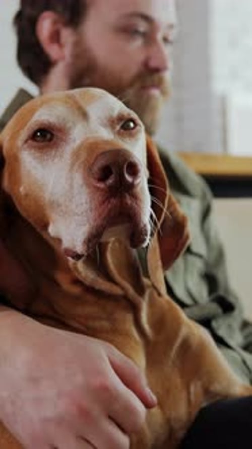Dog Looking at Camera While Owner Works